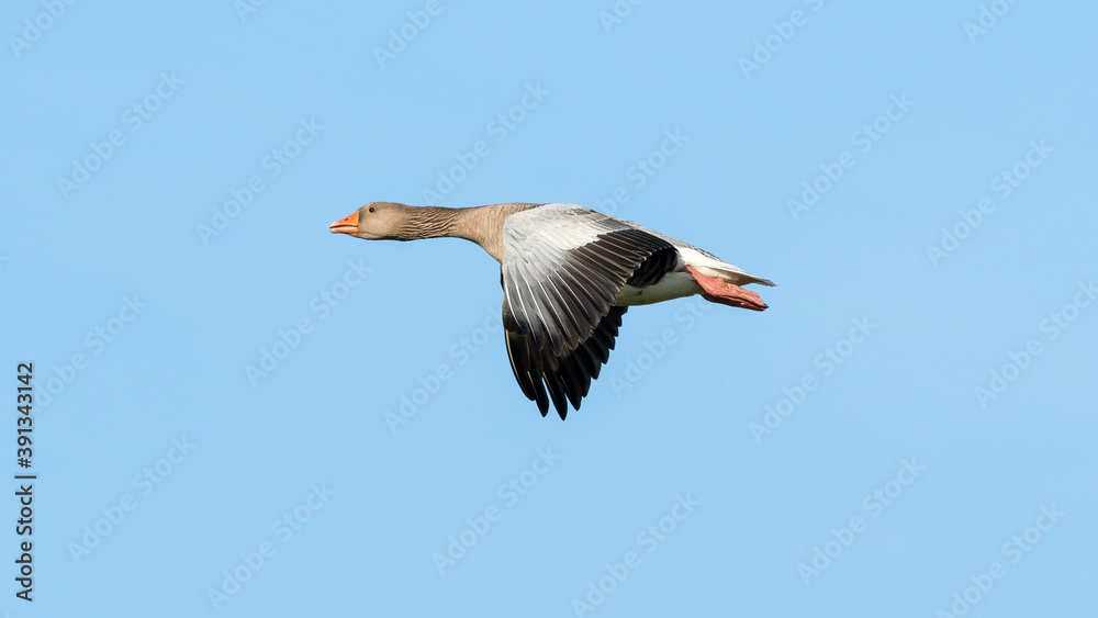 Obraz premium Greylag Goose Flying Across the Sky