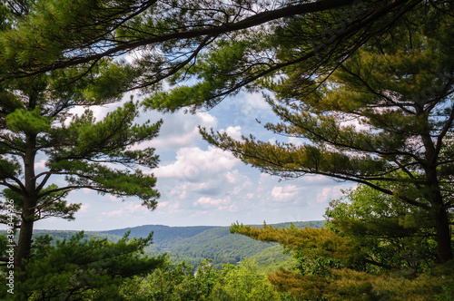 Cook Forest State Park photo