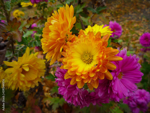 orange and yellow chrysanthemum