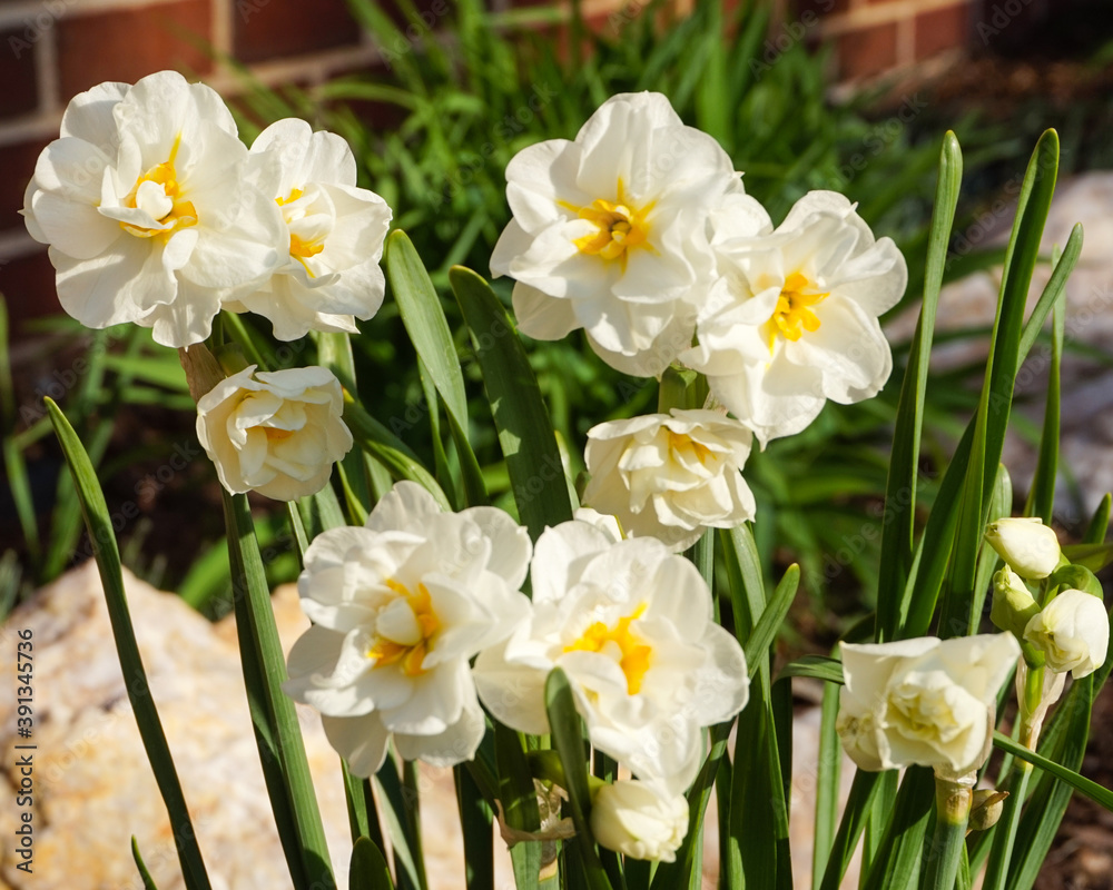 Obraz premium Flower Farm