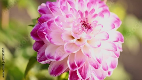 White and purple dahlia flower