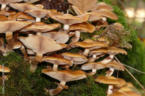 Kuehneromyces mutabilis (pholiota mutabilis), commonly known as the sheathed woodtuft, is an edible mushroom that grows in clumps on tree stumps or other dead wood, forest near Wedemark Resse, Germany