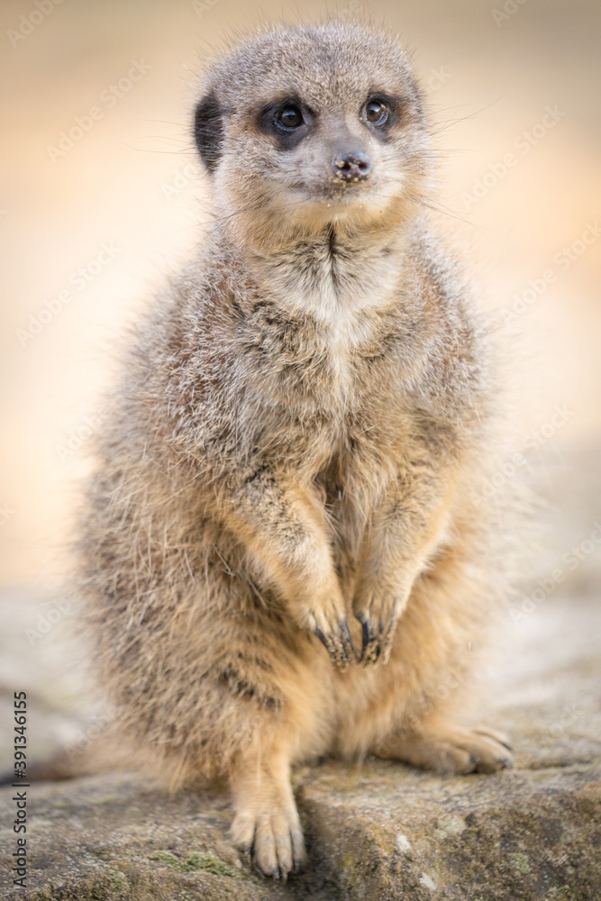 A Meerkat Sitting On A Rock Looking Around A Meerkat Sitting On A Rock Looking Around