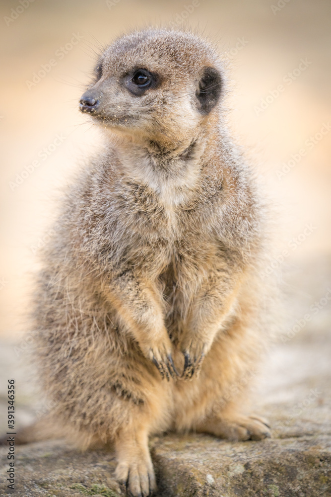 A Meerkat Sitting On A Rock Looking Around A Meerkat Sitting On A Rock Looking Around