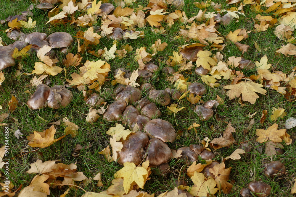 Tricholoma is a genus of fungus that contains many fairly fleshy white-spored gilled mushrooms. Here a fairy ring, also known as fairy circle, elf circle is a naturally occurring ring of mushrooms. Tricholoma is a genus of fungus that contains many fairly fleshy white-spored gilled mushrooms. Here a fairy ring, also known as fairy circle, elf circle is a naturally occurring ring of mushrooms.