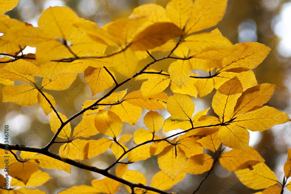 Yellow and orange leaves over the blue sky during the autumn time. Cloudy peaceful blue sky. Yellow and orange leaves over the blue sky during the autumn time. Cloudy peaceful blue sky.