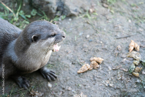 A Close Up Of An Otter With Its Mouth Open