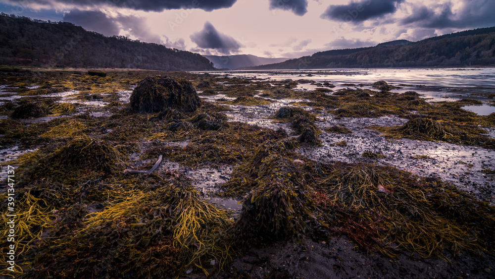 Sea weed covered beach at Loch Aline on the Ardtornish Estate in Scotland on a bright sunny day with dramatic clouds on an autumn day