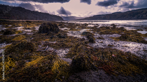 Sea weed covered beach at Loch Aline on the Ardtornish Estate in Scotland on a bright sunny day with dramatic clouds on an autumn day