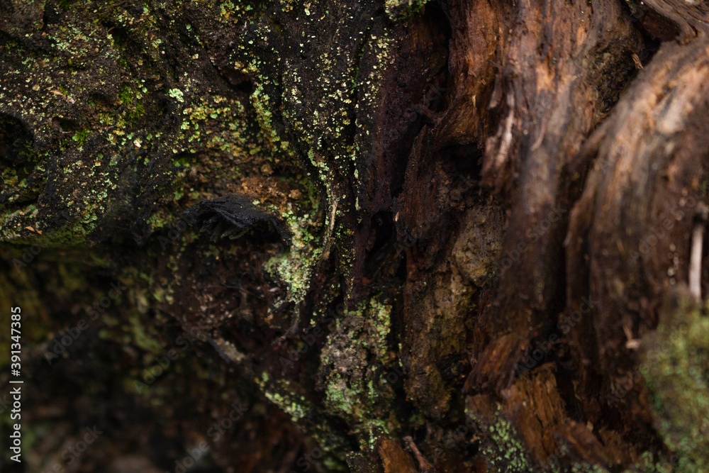 Tree bark close up texture background Tree bark close up texture background