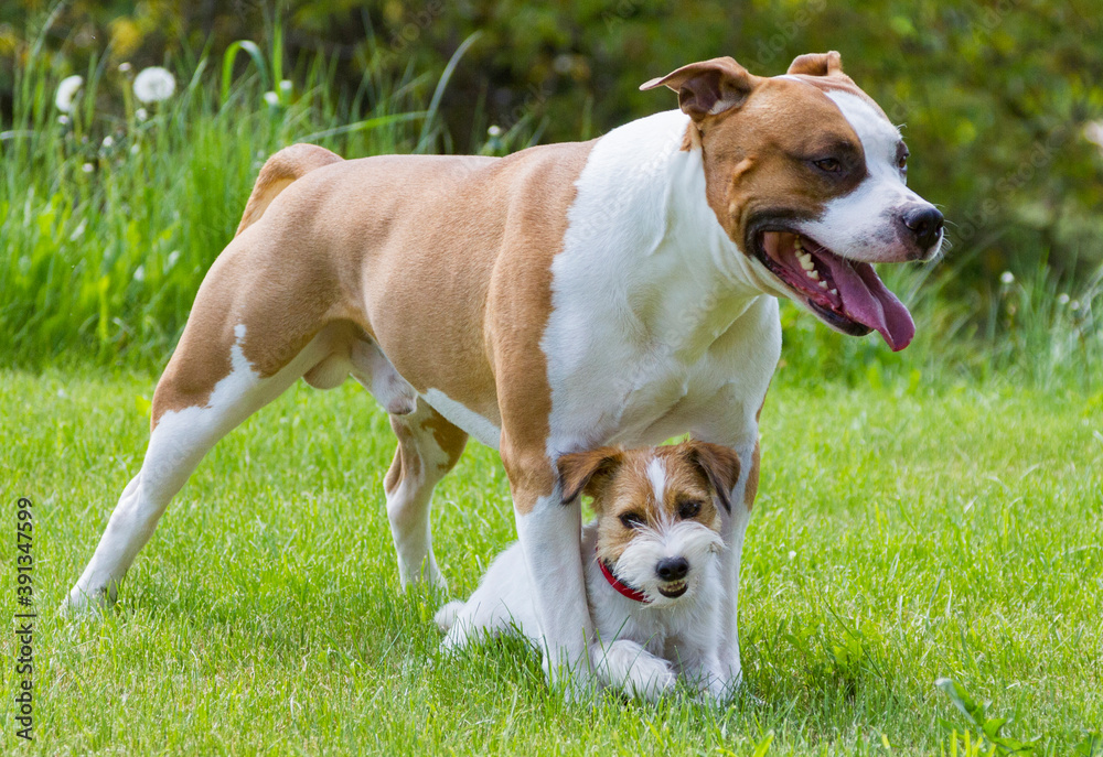 American Stafordshire Terrier and Jack Russel Terrier