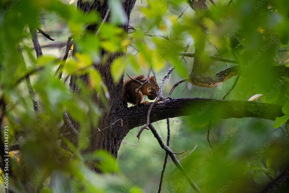 Obraz premium red squirrel