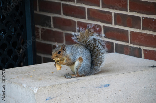 snacking squirrel