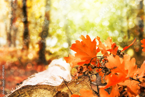 Beautiful sunset in the park. Closeup.