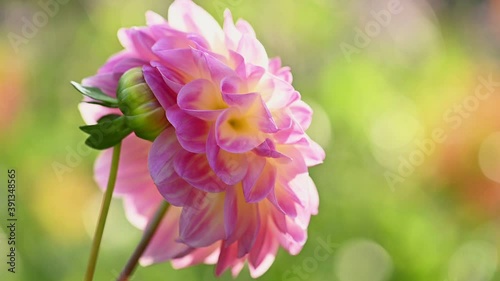 Pink dahlia flower slow motion