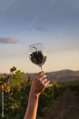 Wine glass with a bunch on the background of a vineyard at sunset