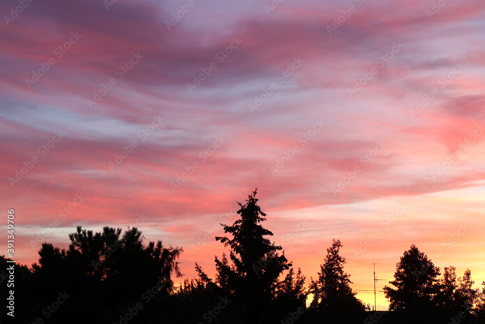 sunset in the forest