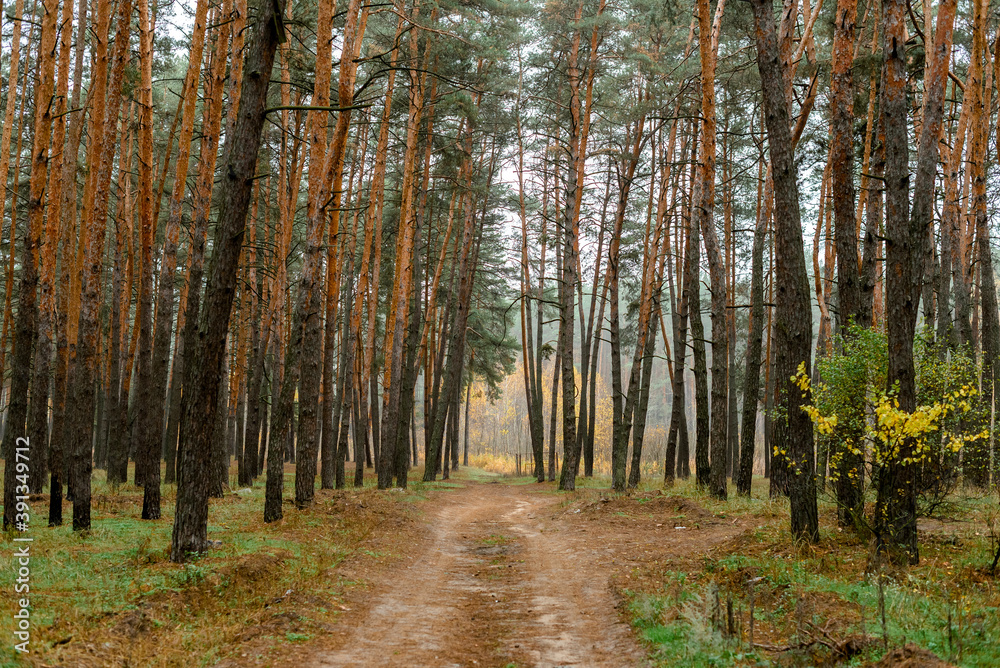 path in autumn forest, road in the woods .