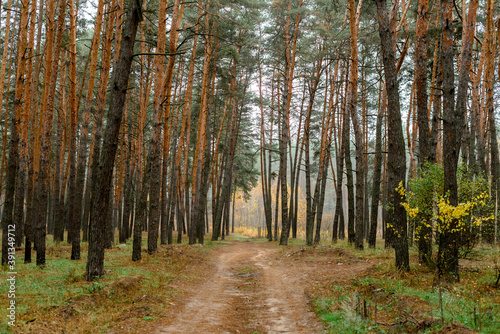 path in autumn forest, road in the woods . © Yuliia Kishun