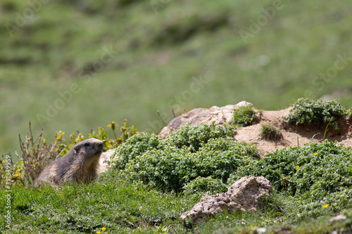 Marmote Termignon photo