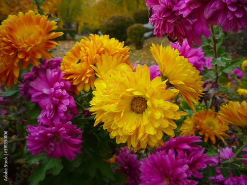 chrysanthemum flowers