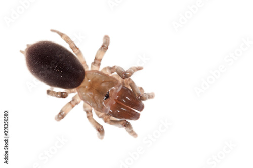 Purse web spider (Atypus affinis) on white background, Italy.