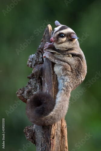 Cute sugar glider (Petaurus breviceps) at hanging at a tree photo