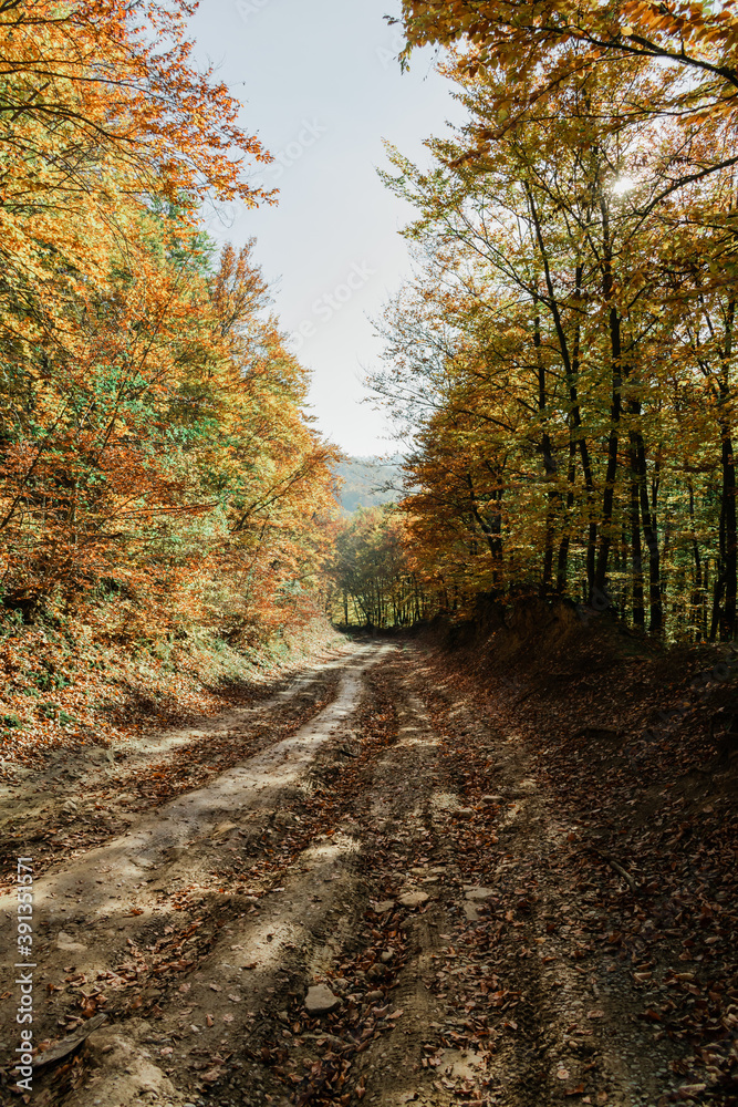 Obraz premium Path in autumn forest. Forest road covered with leaves from trees