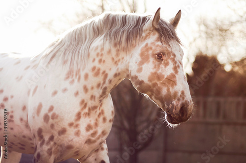 portrait of an appaloosa horse