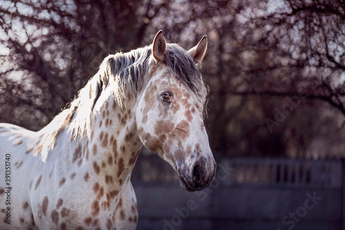 Obraz na płótnie portrait of an appaloosa horse