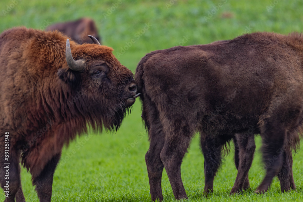 impressive giant wild bison grazing peacefully in the autumn scenery
impressive giant wild bison grazing peacefully in the autumn scenery