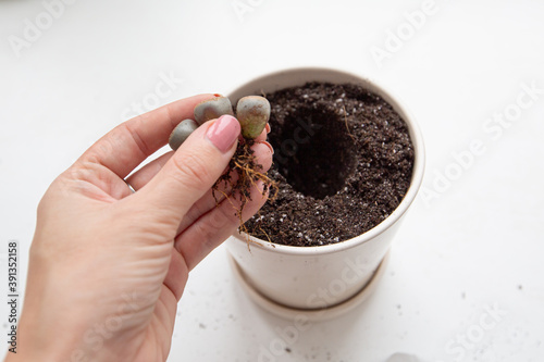 a young plant sprouts in the hand before transplanting into a pot. a plant called "living stone" or lithops. a genus of succulent plants from the Aiz family.