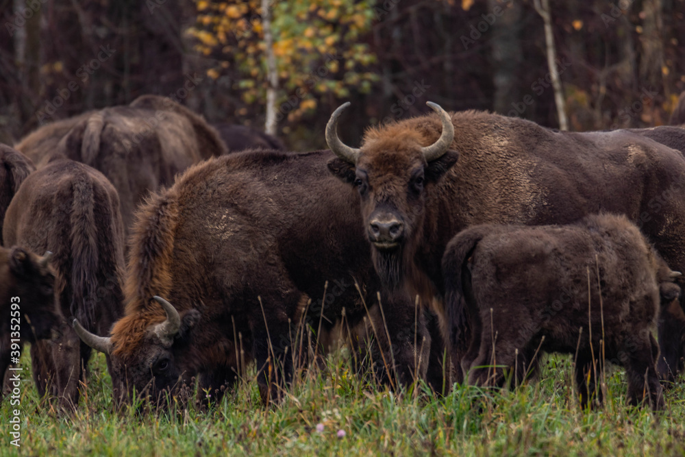 impressive giant wild bison grazing peacefully in the autumn scenery
impressive giant wild bison grazing peacefully in the autumn scenery