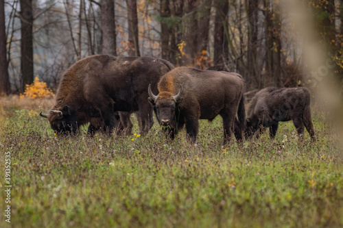  impressive giant wild bison grazing peacefully in the autumn scenery