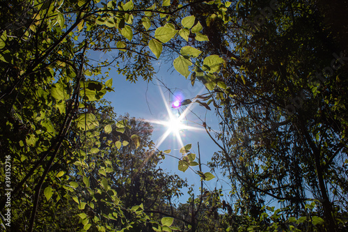 Sun amidst the branches of some trees. photo