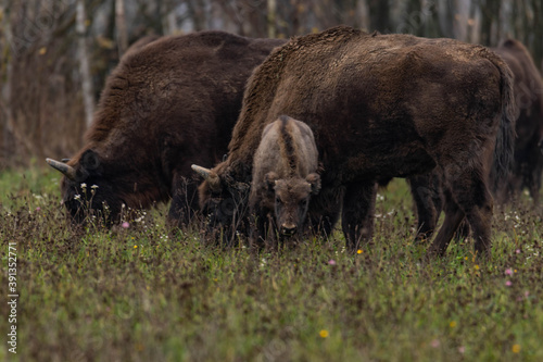  impressive giant wild bison grazing peacefully in the autumn scenery © Magdalena