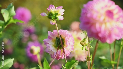 Pink dahlia flowers slow motion