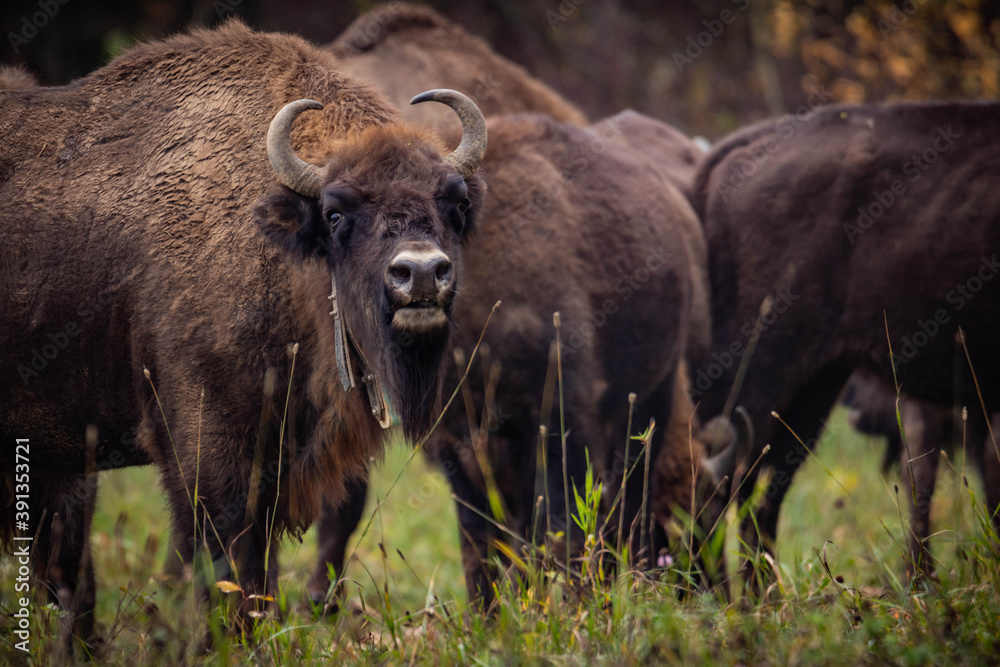 Fototapeta premium impressive giant wild bison grazing peacefully in the autumn scenery