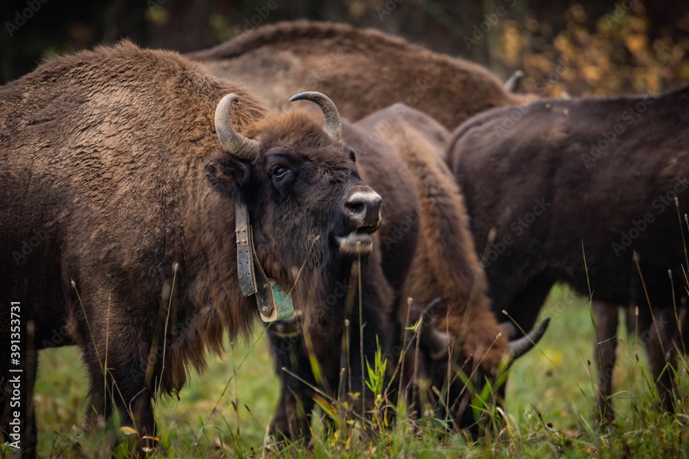 impressive giant wild bison grazing peacefully in the autumn scenery
impressive giant wild bison grazing peacefully in the autumn scenery