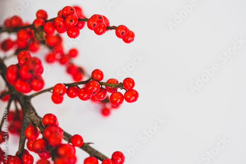 Single sprig of simple holly with bright Christmas red berries on white background