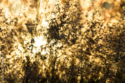Abstract photograph of the sun's rays passing through a meadow