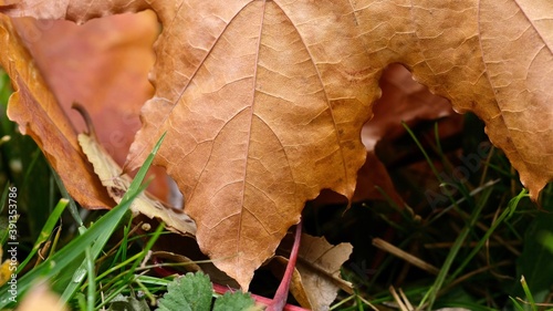 Colorful autumn maple leaf close-up on the ground. Art photography.