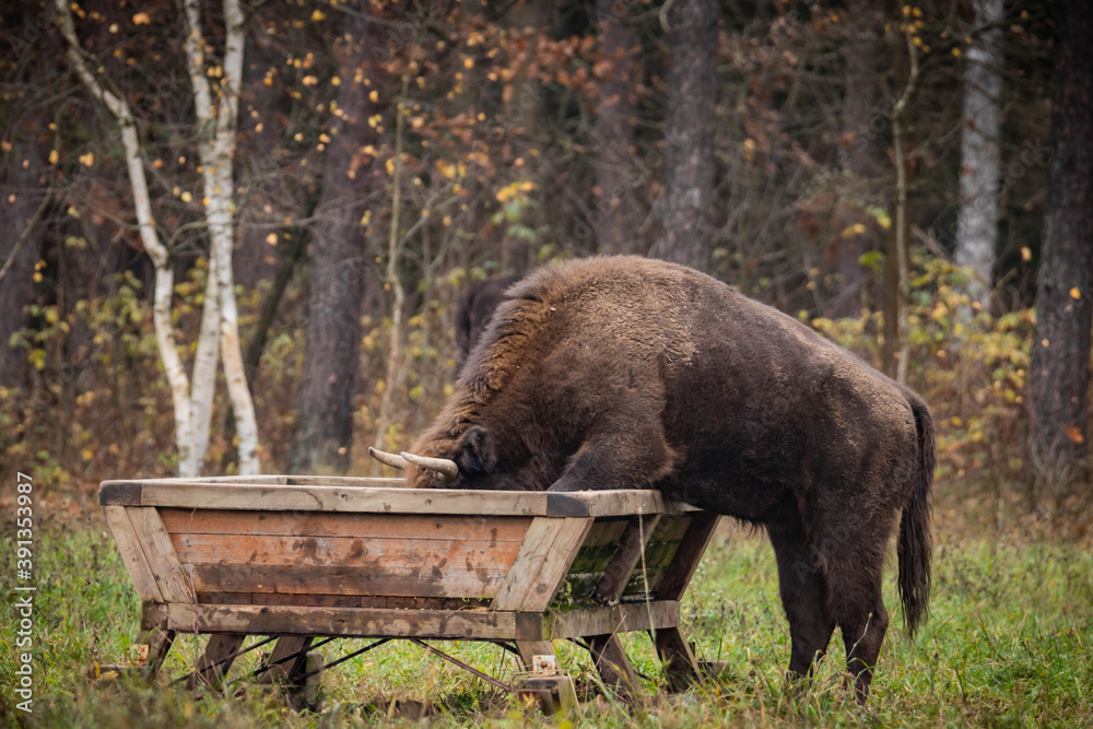 impressive giant wild bison grazing peacefully in the autumn scenery
impressive giant wild bison grazing peacefully in the autumn scenery