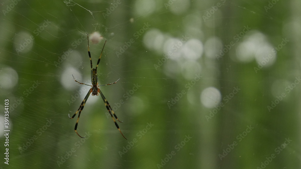 A spider building his spiderweb in a green background A spider building his spiderweb in a green background