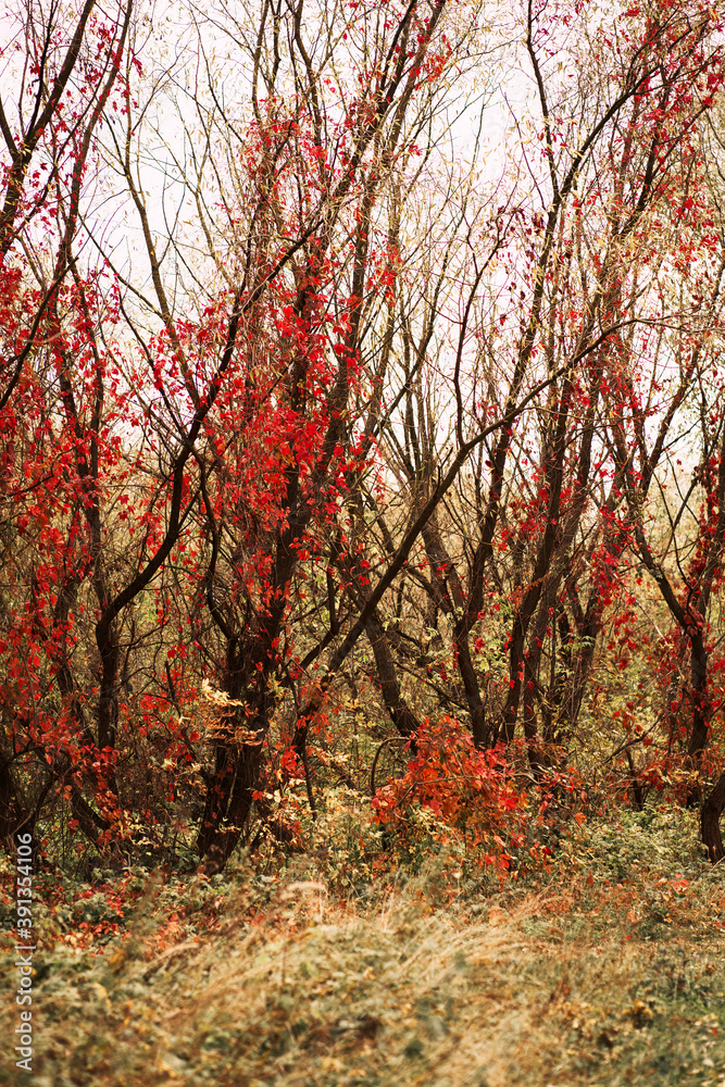 Autumn forest. Nature. Yellow background.