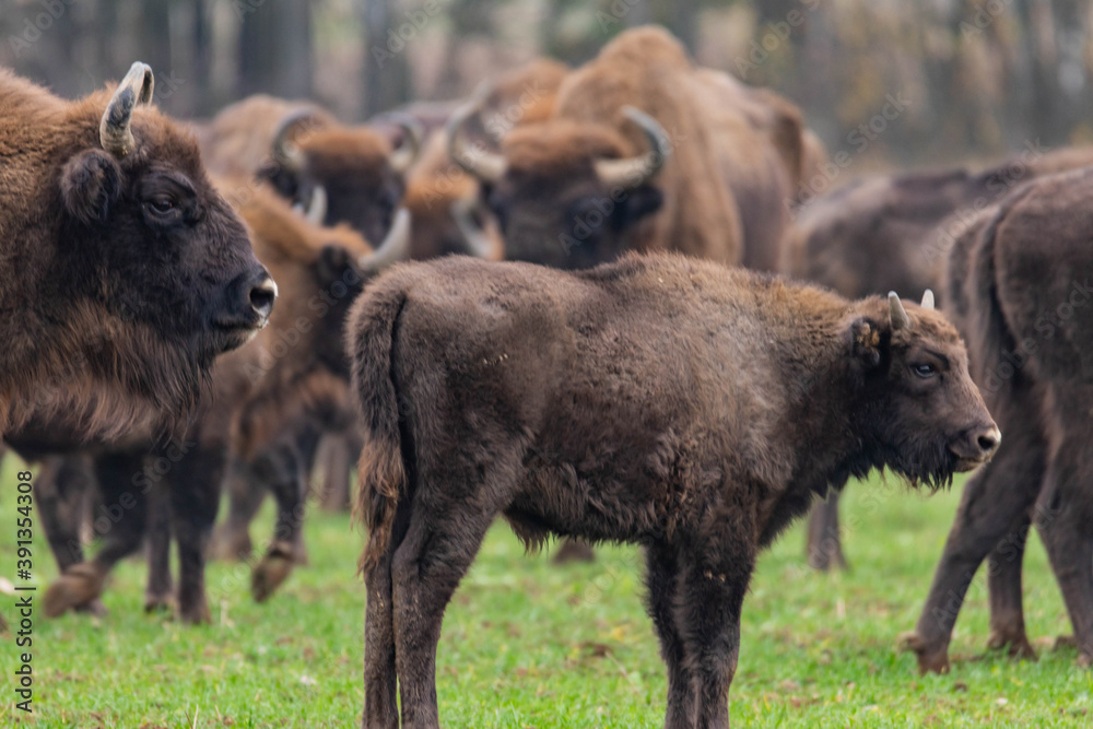 
impressive giant wild bison grazing peacefully in the autumn scenery