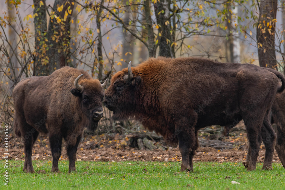 impressive giant wild bison grazing peacefully in the autumn scenery
impressive giant wild bison grazing peacefully in the autumn scenery