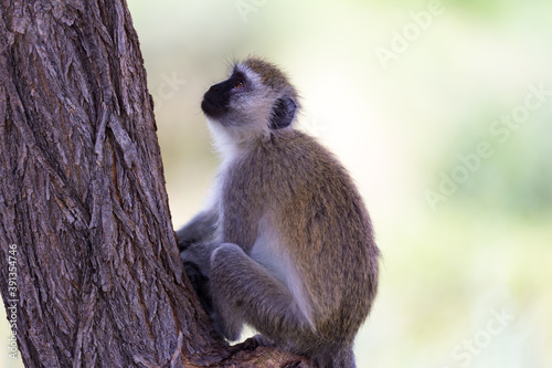 A monkey with a black face sits on a tree photo