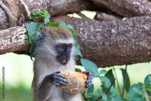 A Vervet monkey has found a fruit and eats it photo