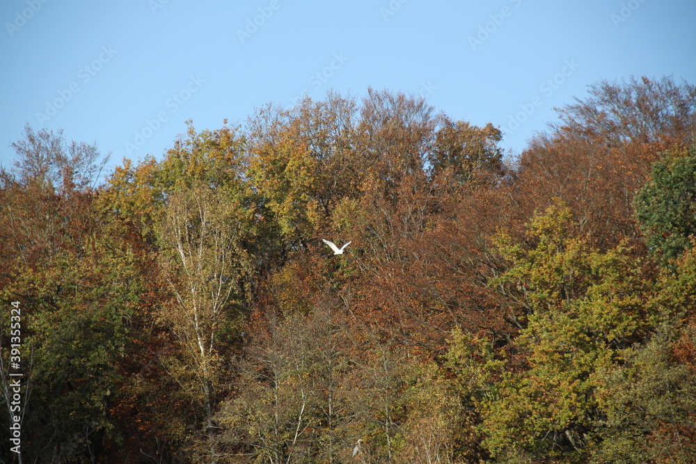 Fototapeta premium Paysage forestier à l'automne
